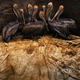 Image for article titled Strikingly beautiful pictures show the horrors of the BP oil spill
